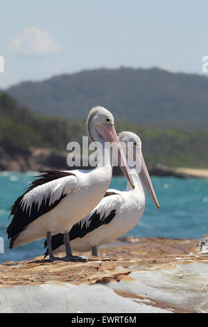 Zwei australische Pelikane (Pelecanus Conspicillatus) sitzt auf einem Felsen an der Küste im Süden Durras der Murramarang National PA Stockfoto