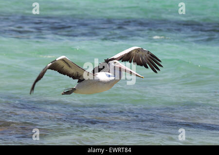 Australischer Pelikan (Pelecanus Conspicillatus) fliegen über das Meer an der Küste im Süden Durras im Murramarang National Park, Stockfoto