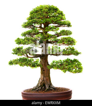 Asiatische Bonsai-Baum in einem Topf, isoliert auf weiss Stockfoto
