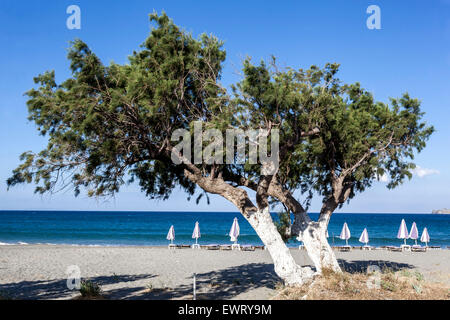 Zwei Tamarisken am Strand, Plakias Kreta Griechenland Strand Stockfoto