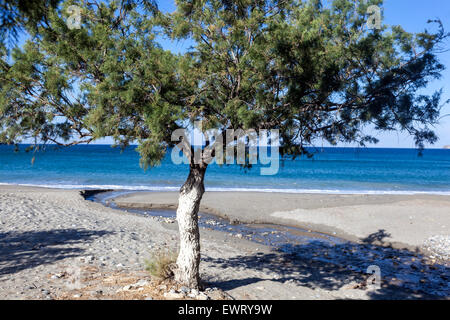 Tamariskbaum, Strand von Plakias, Südkreta, Griechenland Europa Stockfoto