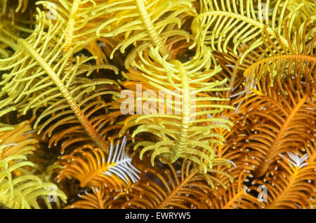 Feather Star Arme und Cirri, Comaster Schlegelii, Anilao, Batangas, Philippinen, Pazifik Stockfoto