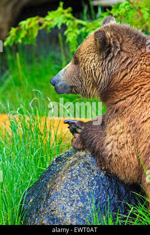 Weibliche Küsten Grizzlybär ruht an einem regnerischen Tag entlang der Küste von British Columbia, Kanada Stockfoto