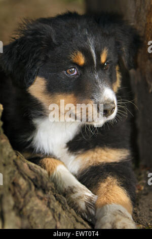 Australian Shepard Black-Tri Hund Welpe Stockfoto