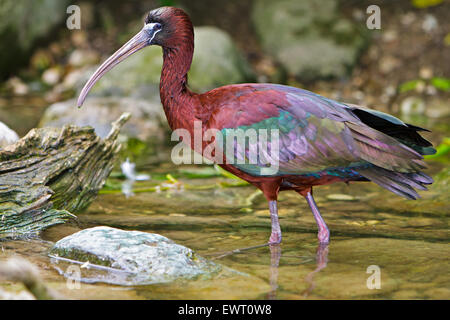 Sehr bunt waten Vogel, tierischer Ibis, Plegadis falcinellus Stockfoto
