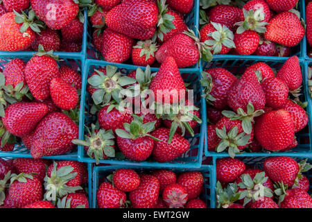 Körbe mit Erdbeeren an der Berkeley Farmers' Market in Berkeley, Kalifornien. Stockfoto