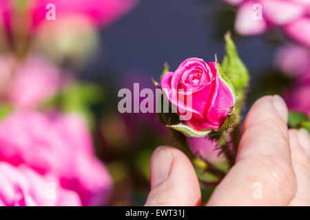 im Frühjahr eine schöne gesunde Rose Nahaufnahme Stockfoto