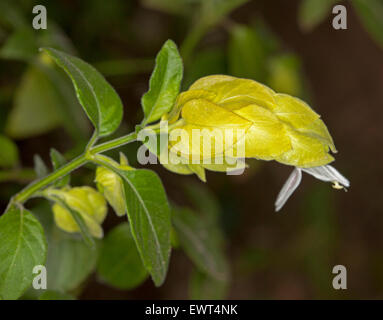 Atemberaubende gelbe Blume Hochblätter, weiße Blume Blätter von Justicia Brandegeeana Lutea / Beloperone Guttata, Garnelen Pflanze auf dunklem Hintergrund Stockfoto