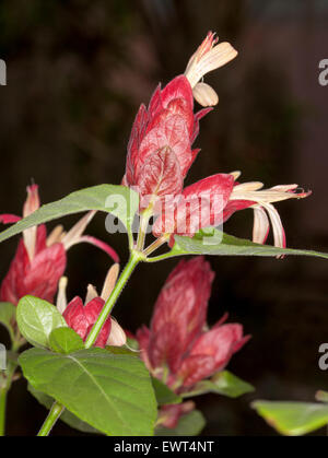 Atemberaubende rote Hochblätter, weiße Blüten & grünen Blättern von Justicia Brandegeeana / Beloperone Guttata, Garnelen Pflanze auf dunklem Hintergrund Stockfoto