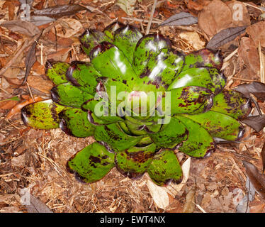 Bromelie, Neoregelia Sorte 'Kooloo Nebel', lebendige grüne Blätter mit dunklen roten Spitzen und zufällige dunkle Flecken auf Hintergrund der braunen Beet Stockfoto