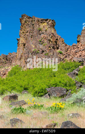 Horsethief Butte Klippen, Columbia Hills State Park, Columbia River Gorge National Scenic Area, Washington Stockfoto