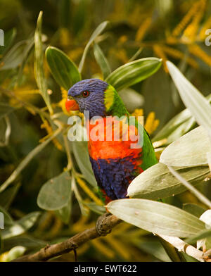 Allfarblori Trichoglossus Haematodus bunte Australian Papagei zwischen Blumen und Laub der samt-Flechtwerk-Baum im Stadtgarten Stockfoto