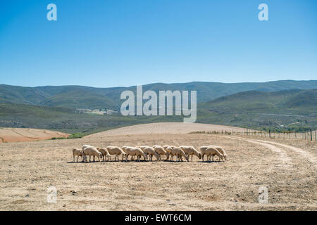 Südafrika - Schafe (Ovis Aries) aufgereiht nebeneinander mitten auf einem Feld Stockfoto