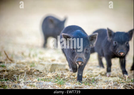 Südafrika - Ferrel Topf Bauch Schweine auf dem Bauernhof Stockfoto