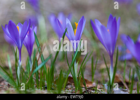 Zarten Frühling Krokusse in einer kleinen Waldlichtung. Eines der ersten Frühlingsblumen in der Natur. Sie sprießen aus dem Boden wie so Stockfoto