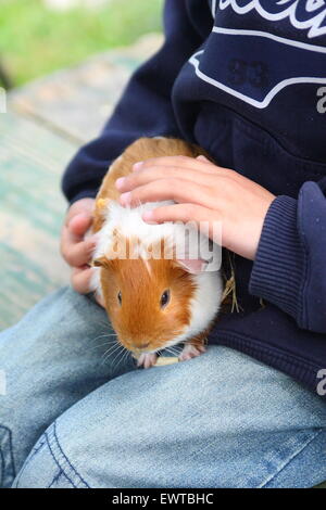 Ein Junge halten Meerschweinchen in seinem Schoß Stockfoto