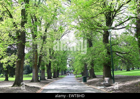 Allee der Bäume, Fitzroy Garden Melbourne Victoria Australien Stockfoto