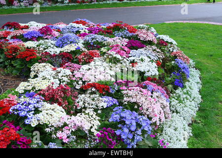 Bunte Blumenbeete im Fitzroy Gardens Melbourne Victoria Australien Stockfoto