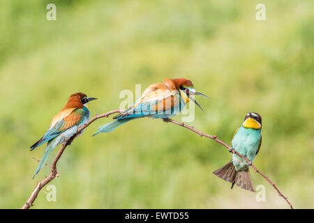 Europäische Bienenfresser (Merops apiaster), drei Vögel sitzen auf Zweig, Ruse, Bulgarien Stockfoto