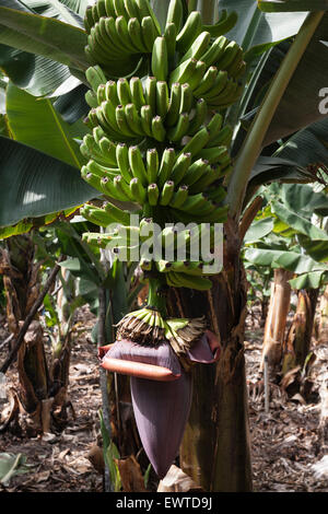 Kanarischen Inseln Bananen (Musa sp.), banana tree und Blütenstand, La Palma, Kanarische Inseln, Spanien Stockfoto