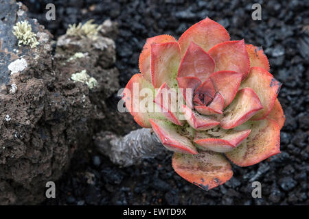 (Aeonium Aeonium nobile Nobile) auf Vulkangestein, La Palma, Kanarische Inseln, Spanien Stockfoto