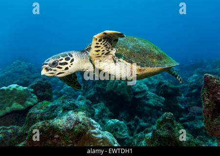 Unechte Kerettschildkröte (Caretta Caretta) Schwimmt Übers Riff, Cocos Island, Kokos Insel, Unesco Weltnaturerbe, costarica, Ze Stockfoto