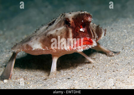 Rotlippen-Fledermausfisch, Darwin-Fledermausfisch (Ogcocephalus Darwini), Cocos Island, Kokos Insel, Unesco Weltnaturerbe, Costa Stockfoto