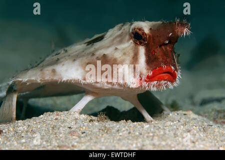 Rotlippen-Fledermausfisch, Darwin-Fledermausfisch (Ogcocephalus Darwini), Cocos Island, Kokos Insel, Unesco Weltnaturerbe, Costa Stockfoto