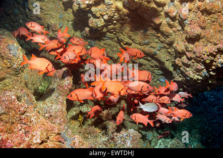 Schwarm Großschuppen Soldatenfische (Myripristis Berndti) in der Spalte von Korallenriff, Cocos Island, Kokos Insel, UNESCO-Weltnatu Stockfoto