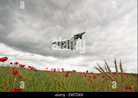 Die Royal Air Force Eurofighter Typhoon Flug über ein Mohnfeld Stockfoto