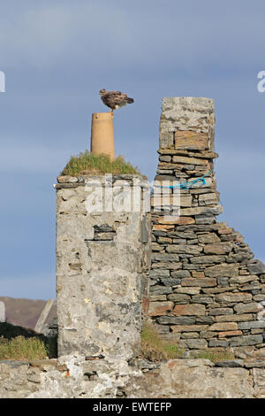 Mäusebussard thront auf einem Kamin von einem zerstörten Croft äußeren Hebriden Stockfoto