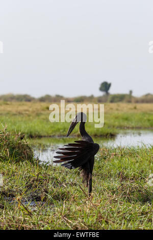 Afrikanische Openbill mit Flügeln zu verbreiten, in der Abendsonne, Chobe Fluss, Botswana Stockfoto