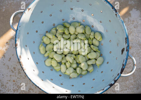 Vicia Faba. Dicke Bohnen in einem Sieb Stockfoto