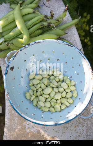 Vicia Faba. Dicke Bohnen in einem Sieb Stockfoto