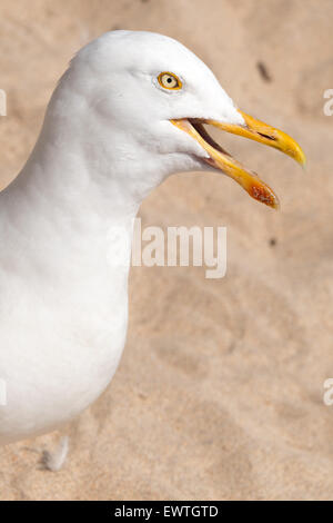 Möwe am Strand Quäken hautnah.  St. Ives, Cornwall, England. Stockfoto