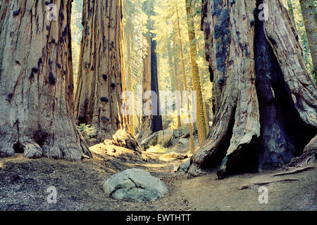 Goldenes Licht, das durch einen Wald von riesigen Redwood Bäumen im Sequoia, 10100. Stockfoto