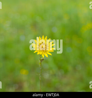 Rough Hawksbeard (Crepis Biennis) Blume in einem wilden Feld Stockfoto