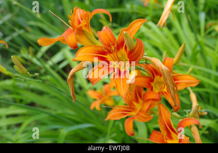 Orange Lilien im Sommergarten Stockfoto
