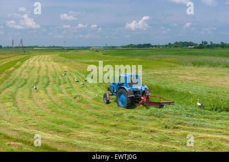 Heu mit Storch Inspektion auf einer Wasser-Wiese in der Ukraine im Sommer mähen Stockfoto
