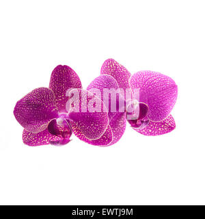 Rosa Orchidee blüht isoliert auf weiss Stockfoto