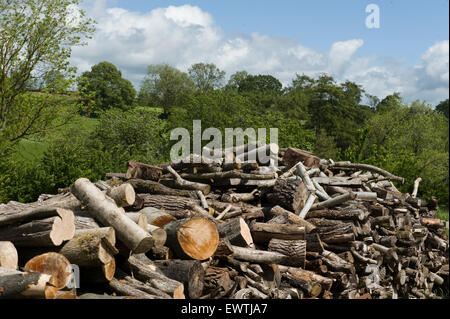 Haufen von Protokolle bereit für einen offenen Kamin. Nahaufnahme von den Enden der Haufen von geschnittenen Protokolle bereit für einen offenen Kamin. Die Protokolle sind in der Natur an einem sonnigen Tag. Stockfoto