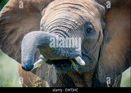 Südafrika - Elefanten (Elephantidae) Fütterung im Dinokeng Wildreservat Stockfoto