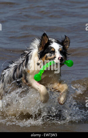 Hund Haustier australische Tiere kelpie Meer Wasser wave Beach splash spielen dog beach Hunde Schäferhund Stockfoto