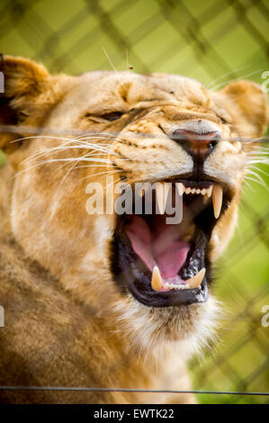 Südafrika-Löwin Knurren Stockfoto