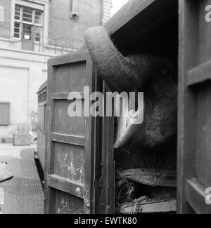 Billy Smart Zirkustiere, Victoria, London zu verlassen. 18. September 1955. Stockfoto