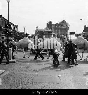 Billy Smart Zirkustiere, Victoria, London zu verlassen. 18. September 1955. Stockfoto