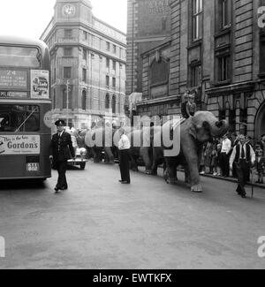 Billy Smart Zirkustiere, Victoria, London zu verlassen. 18. September 1955. Stockfoto