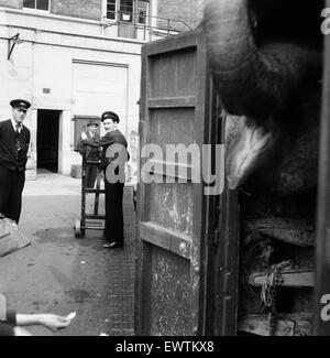 Billy Smart Zirkustiere, Victoria, London zu verlassen. 18. September 1955. Stockfoto