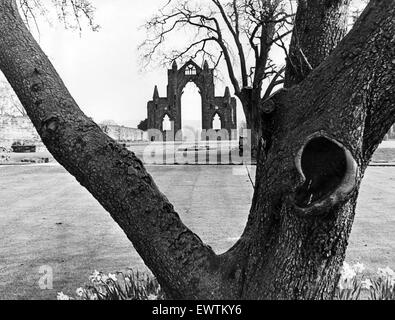 Die 98 Fuß hohen Ruinen der Priory Augustinerkirche in Guisborough, North Yorkshire. 25. April 1975. Stockfoto