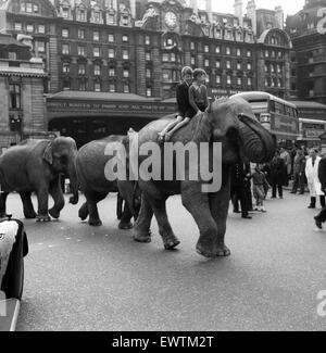 Billy Smart Zirkustiere, Victoria, London zu verlassen. 18. September 1955. Stockfoto